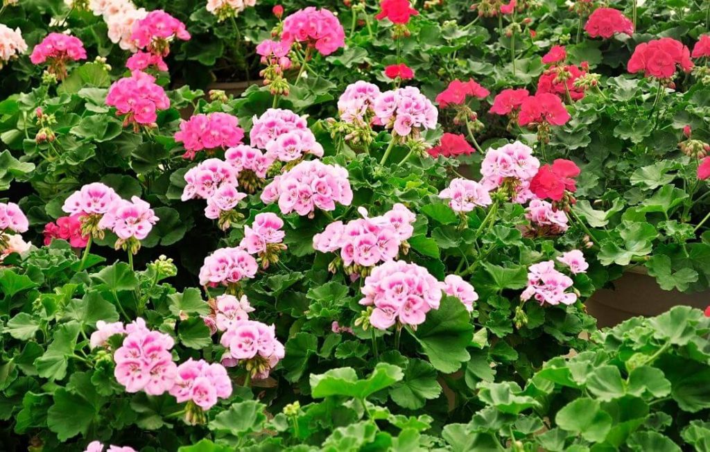 Red and pink geranium flowers cluster