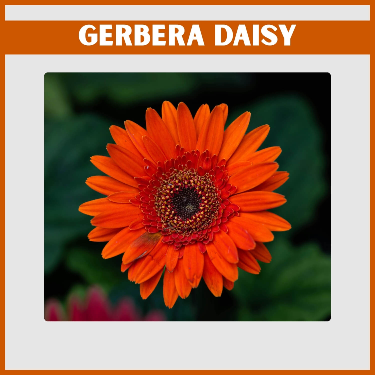 Perfectly symmetrical orange Gerbera Daisy on a long stem