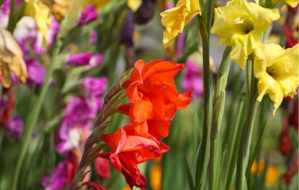 Colorful gladiolus spikes
