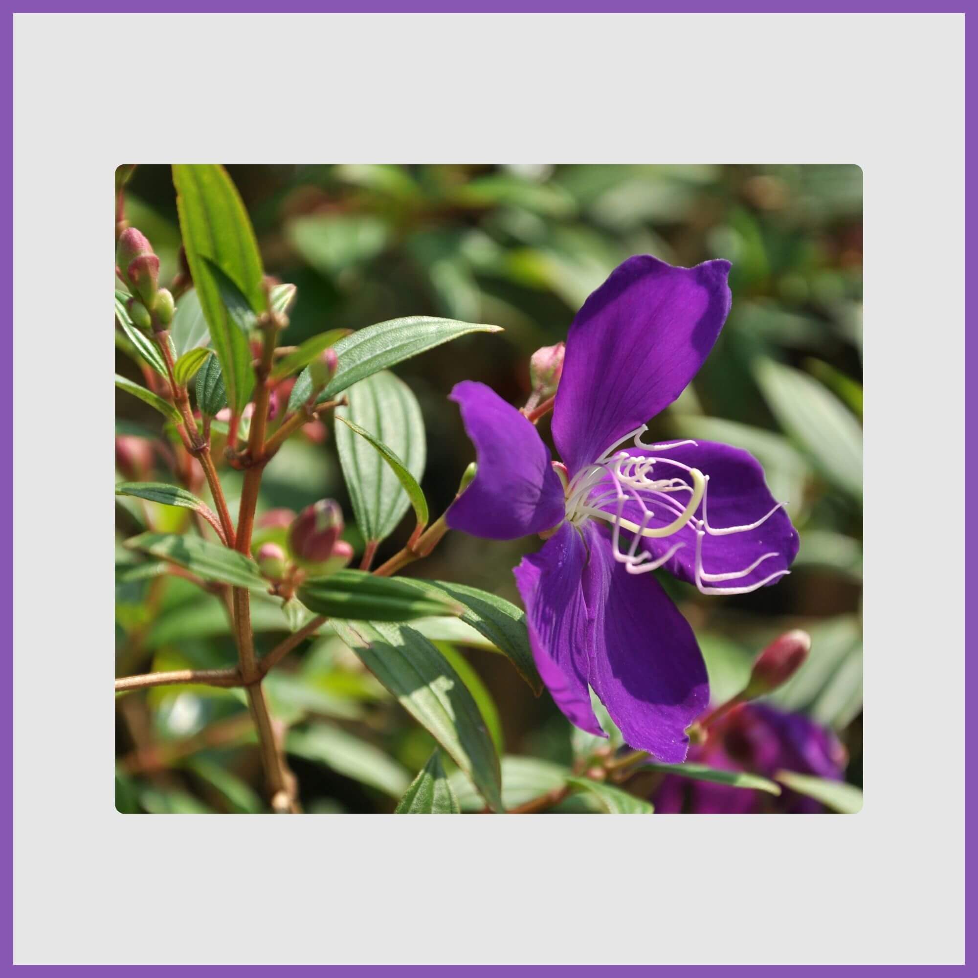 Glory tree with royal purple blooms