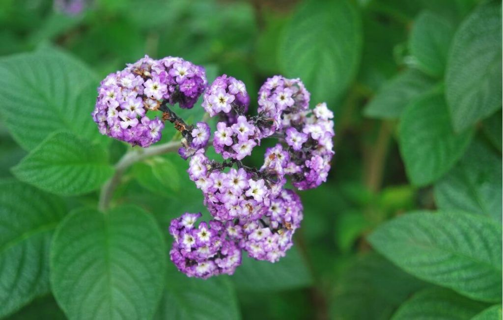 Purple and white bi-color heliotrope flower cluster