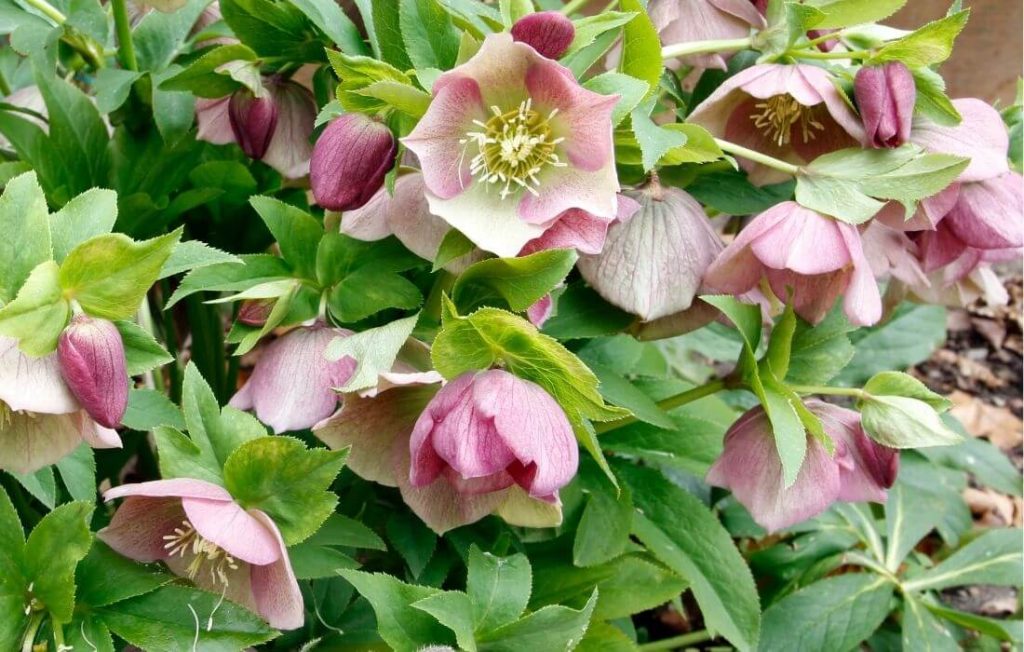 Multi-color hellebore flower