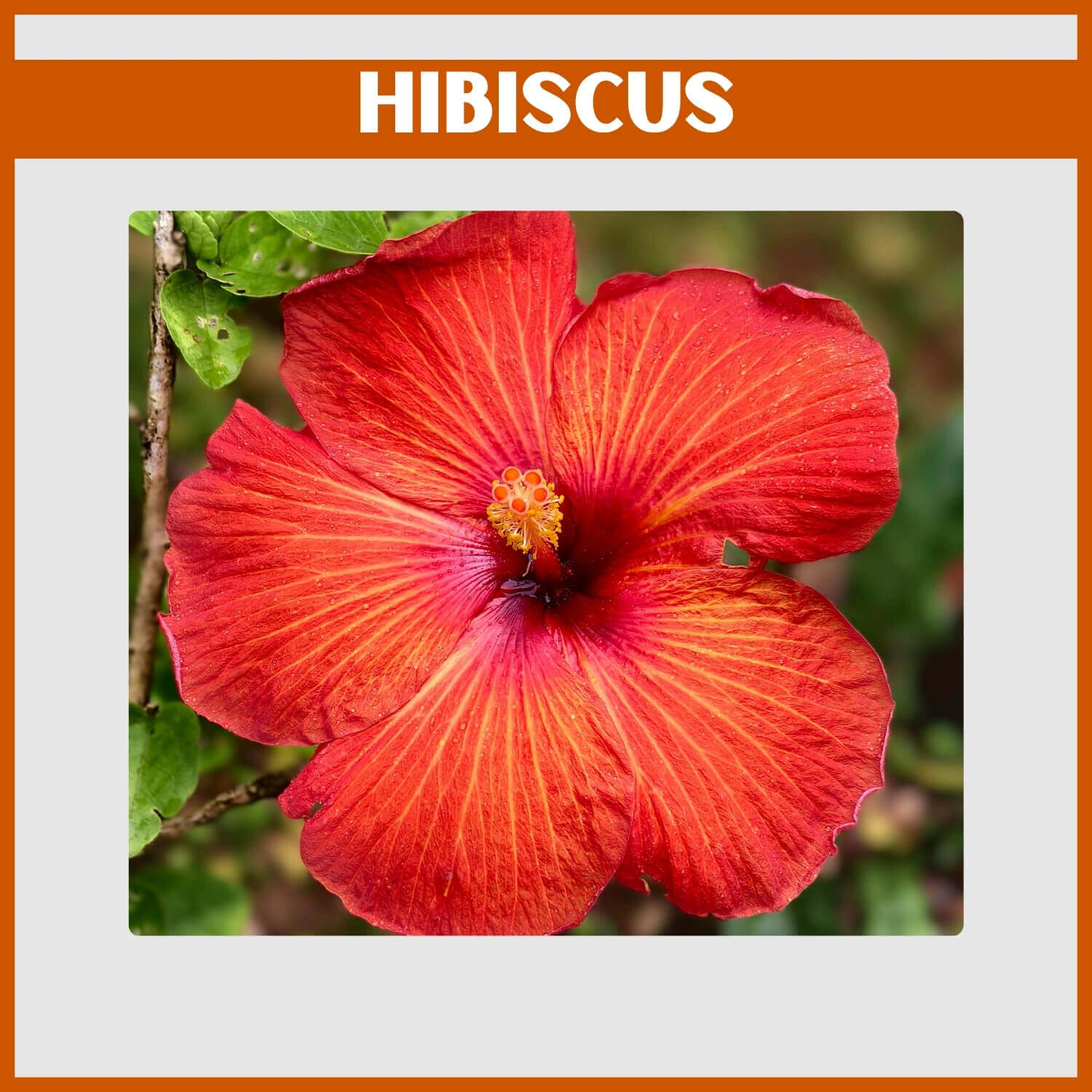 Tropical orange Hibiscus bloom with deep red center