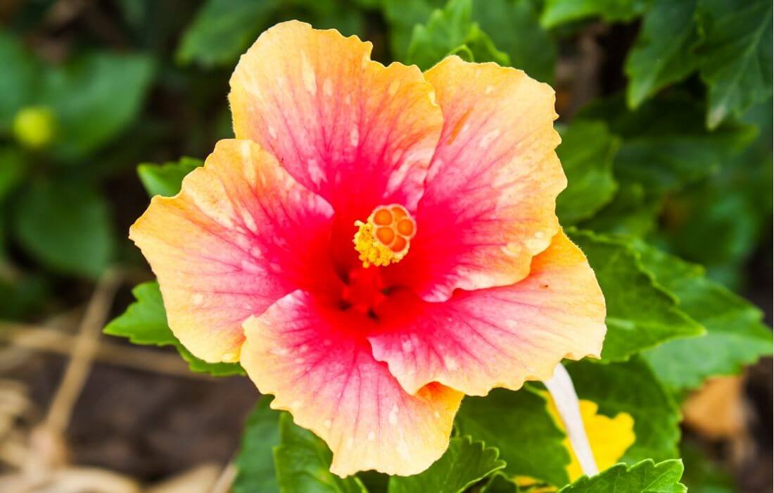 Tropical hibiscus flower