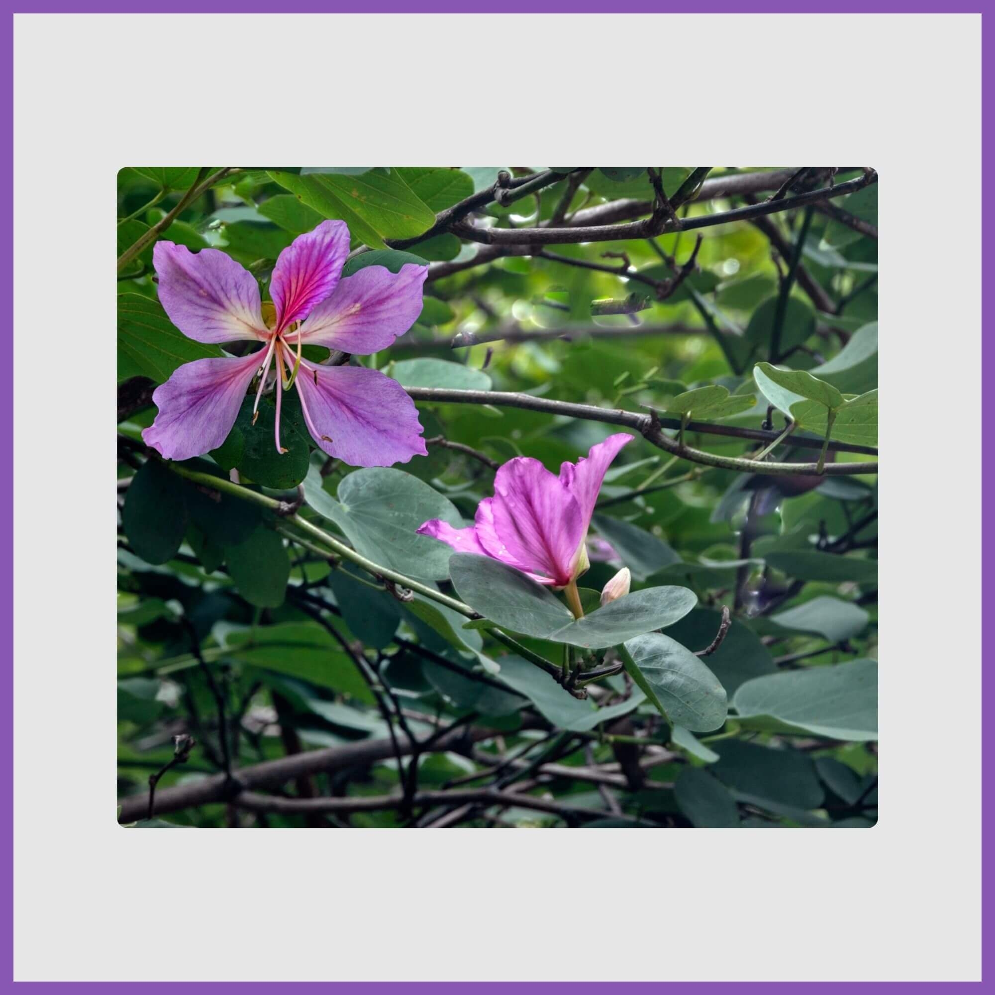 Hong Kong orchid tree flowers