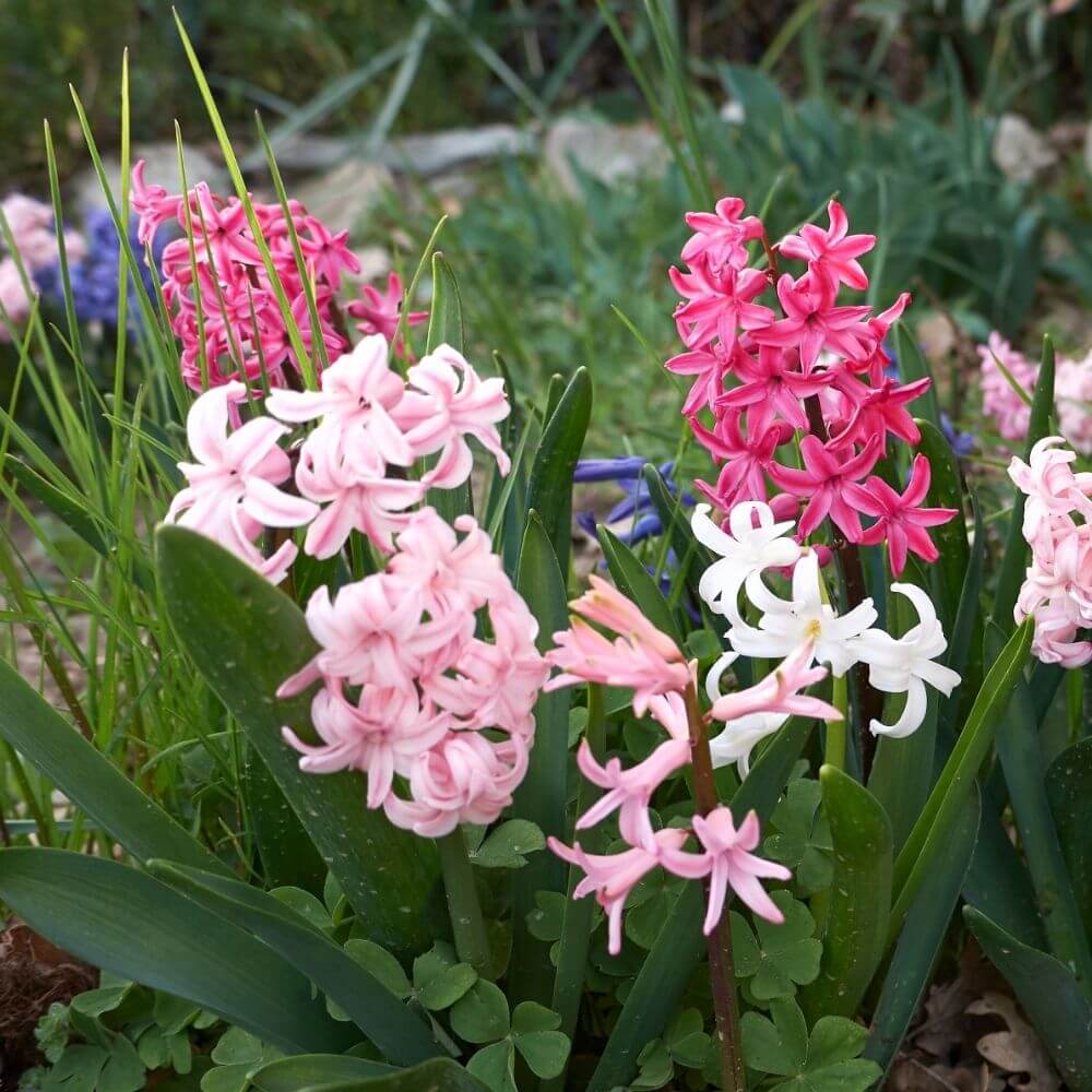 Hyacinth colorful flowers spike