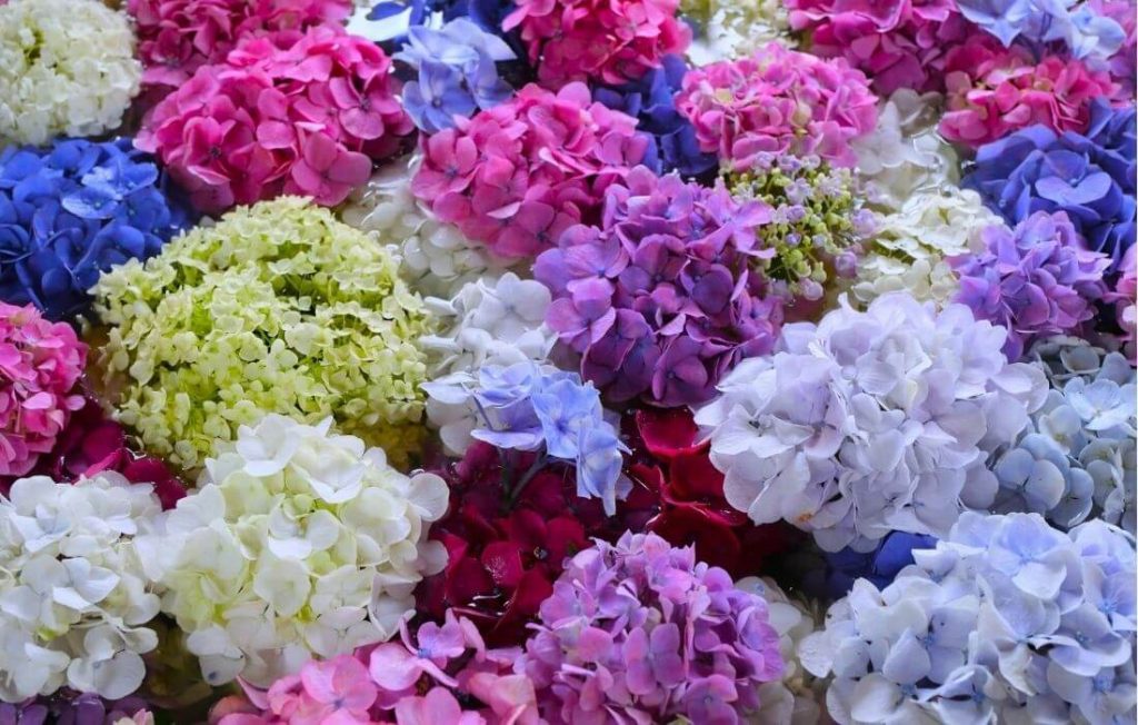 Hydrangea cluster showing blue, pink and yellow color mix
