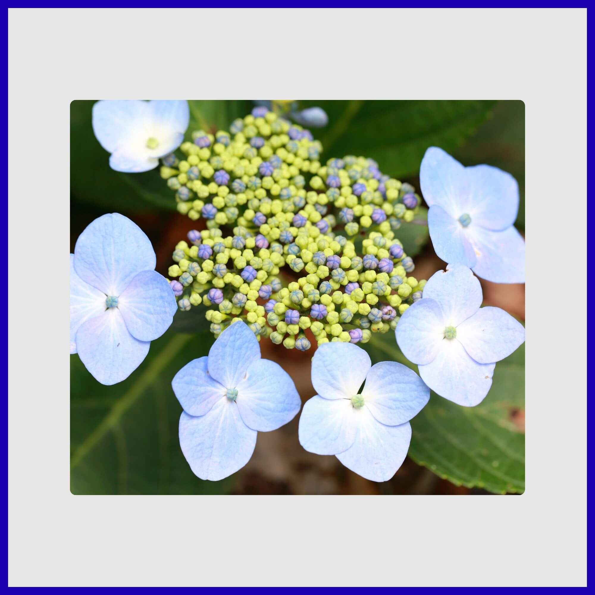 Lush blue and white flowers of a beautiful garden hydrangea