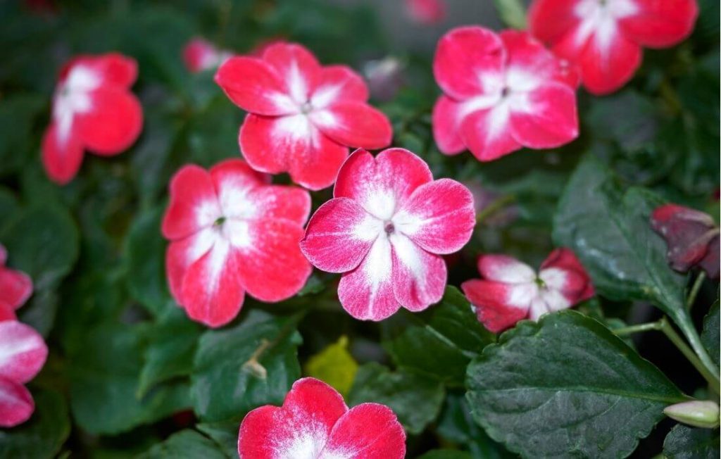 Bright colorful impatiens flowers