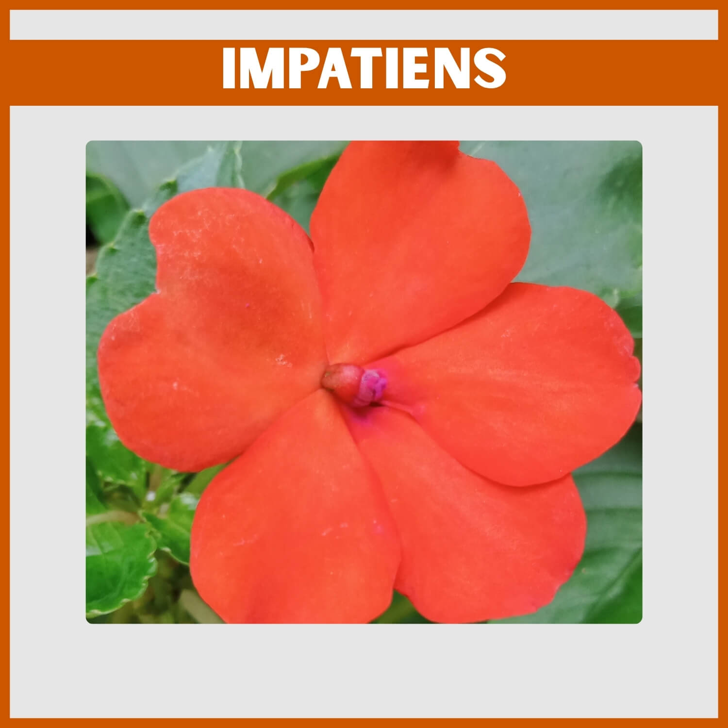 Reliable orange Impatiens blooming continuously