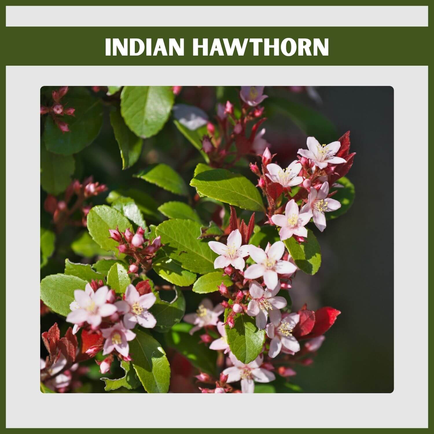 Clusters of pink flowers on a 'Pinkie' Indian Hawthorn, a compact evergreen flowering shrub