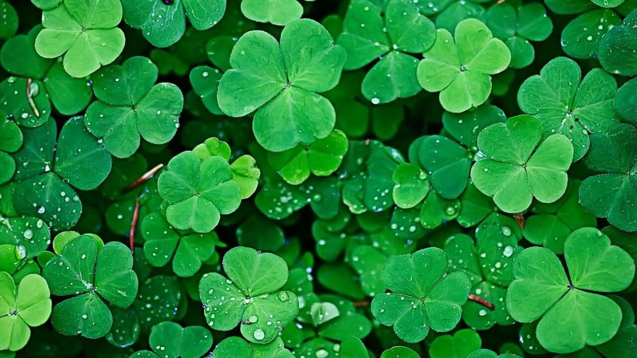 Ireland National Flower-The-Shamrock