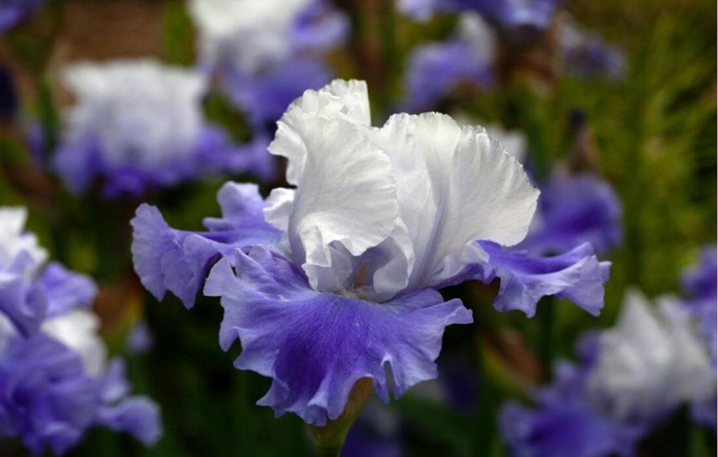 Bi-color iris flower with striking patterned petals
