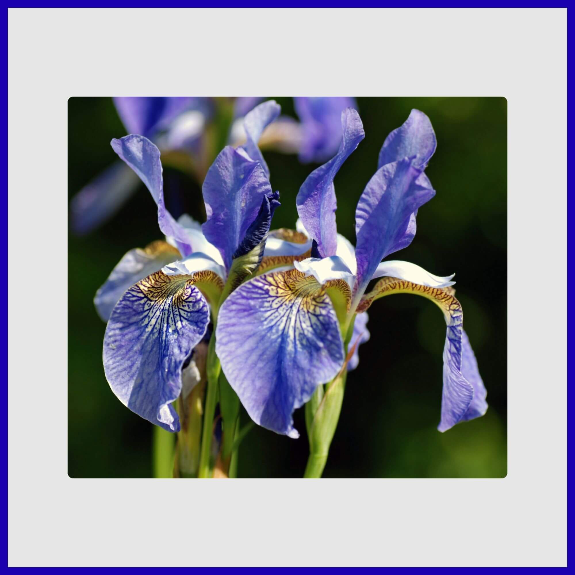 Elegant bearded blue and white Iris flowers in springtime garden