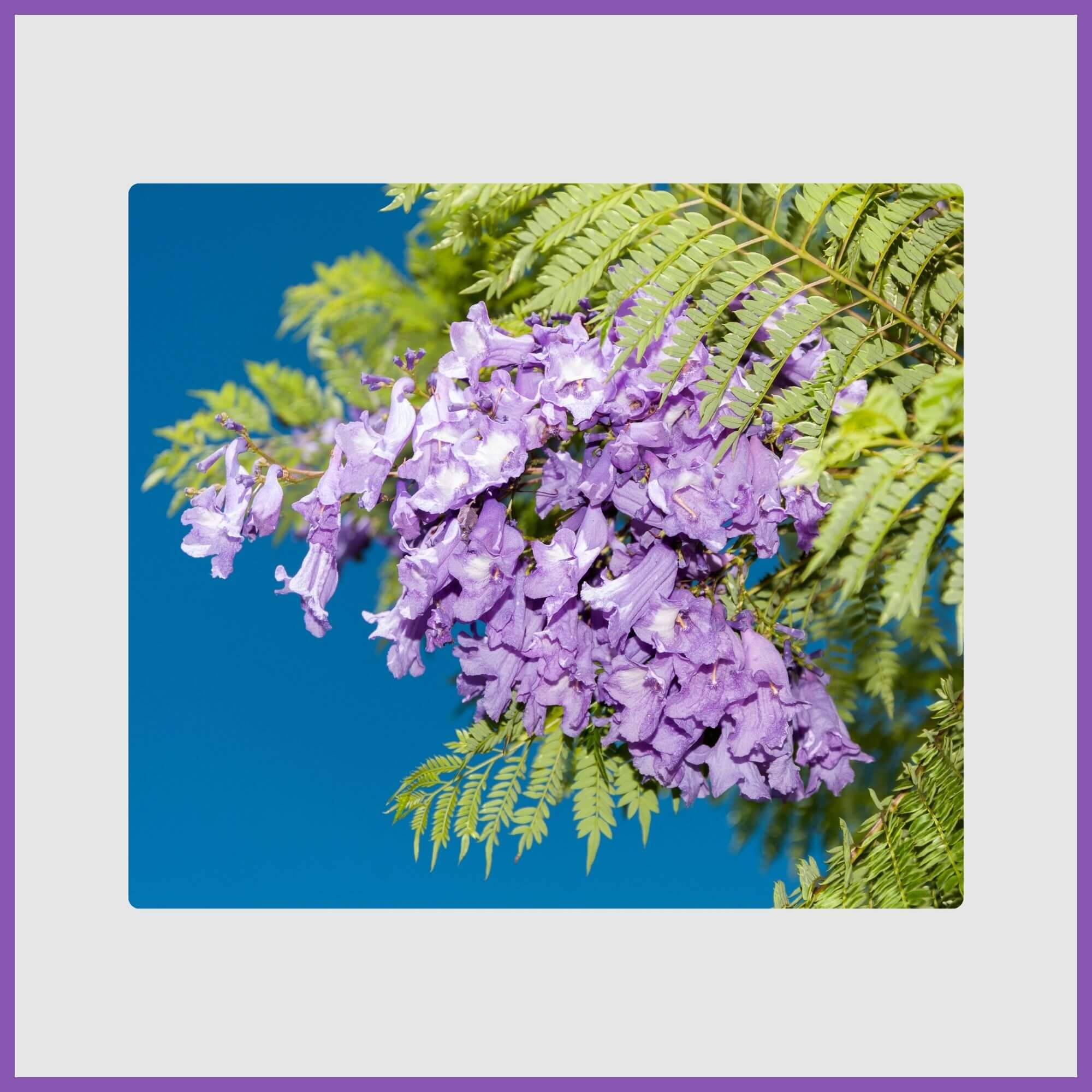 Jacaranda tree with violet blooms