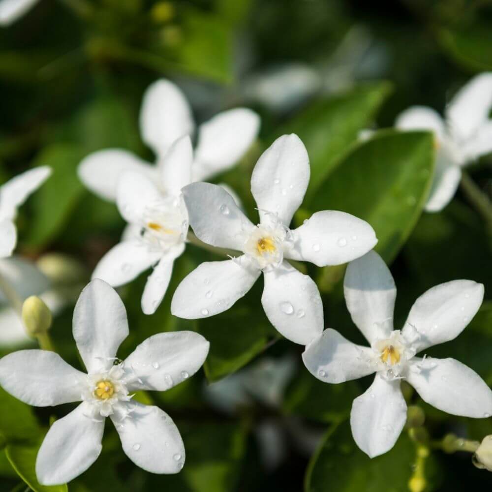 Cluster of Fragrant Jasmine flower