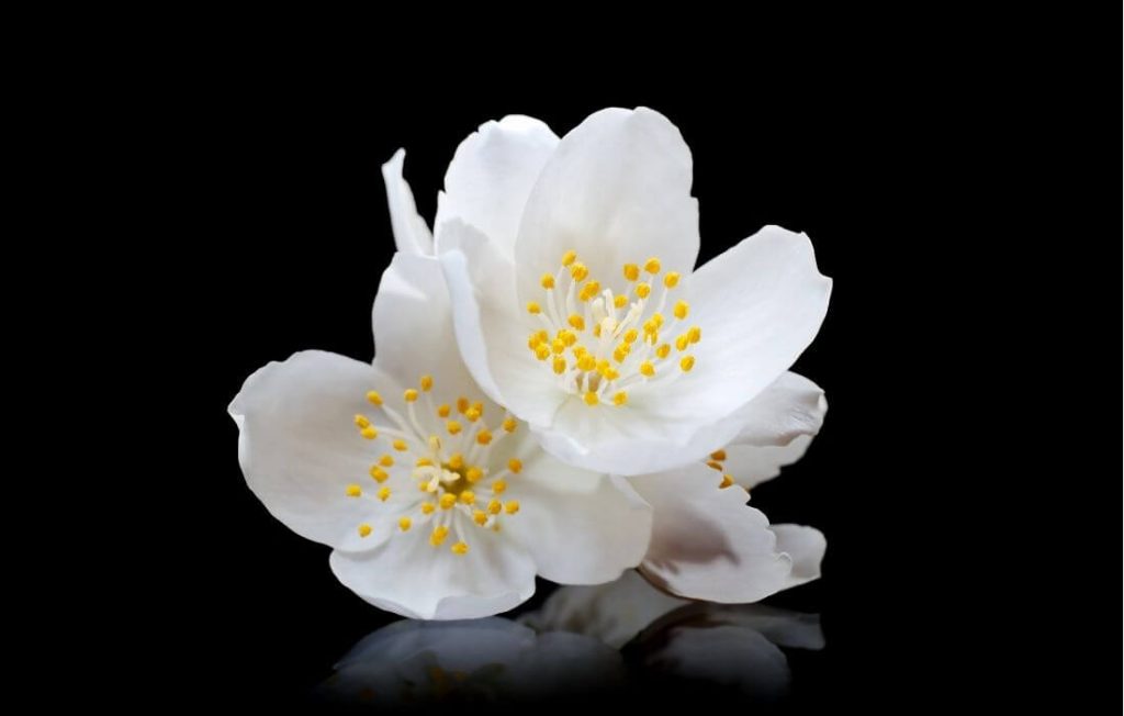 White jasmine flower with soft yellow undertones