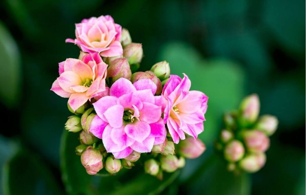 Bright multi-colored kalanchoe flowers