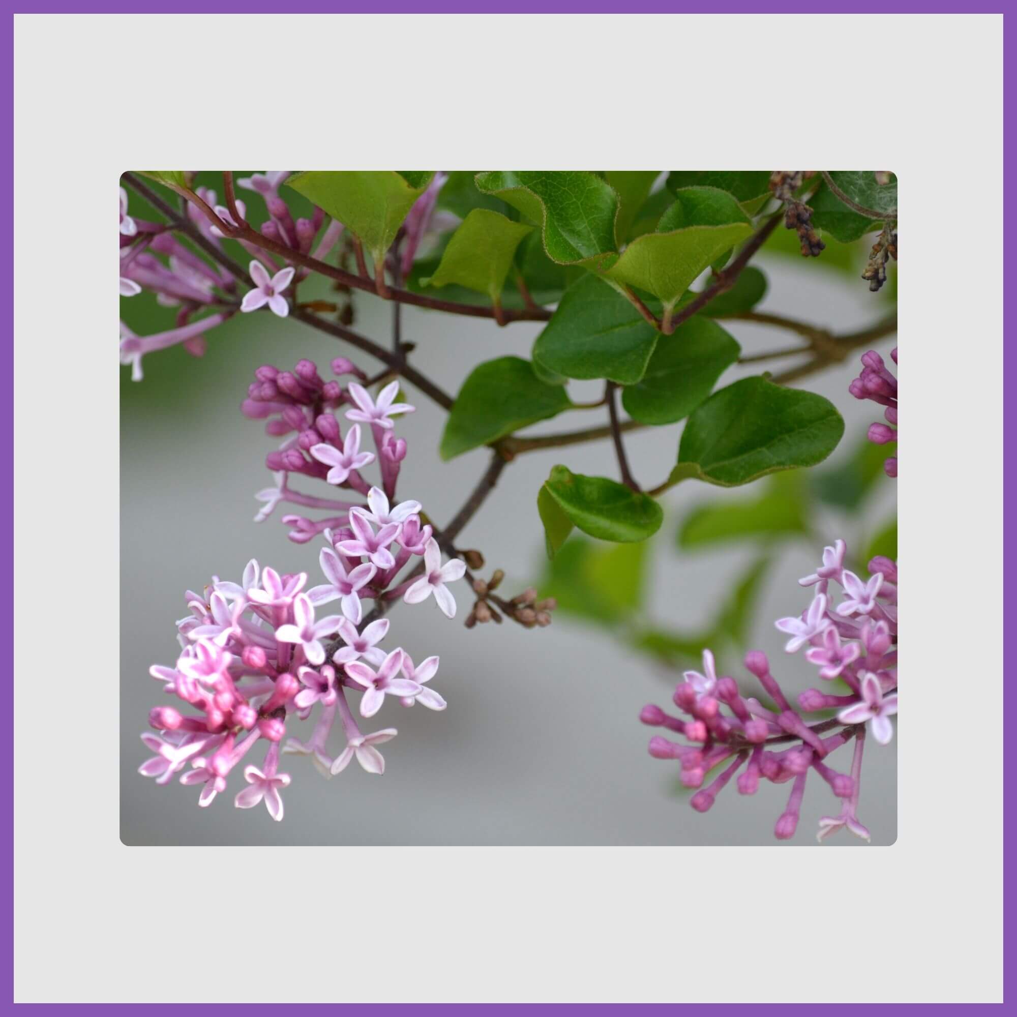 Korean lilac tree with soft purple blooms