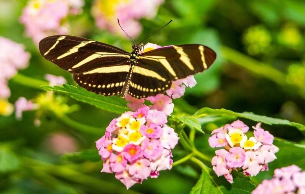 Butterfly on Colorful lantana flower cluster