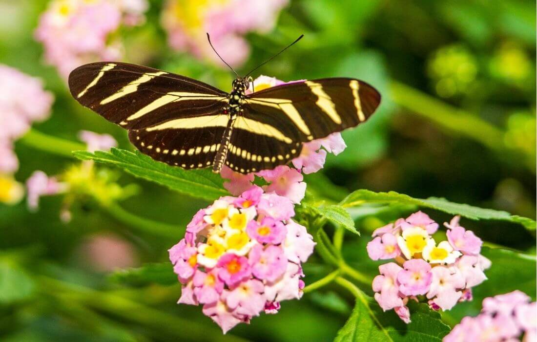 Butterfly on lantana flowers cluster