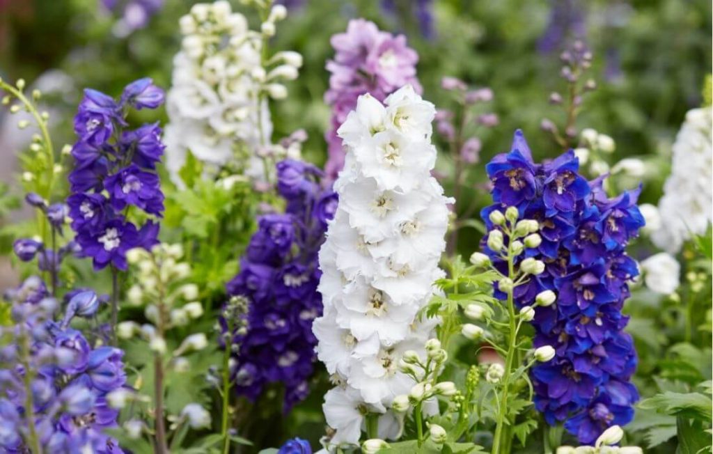Tall larkspur spike with blended white and purple tones
