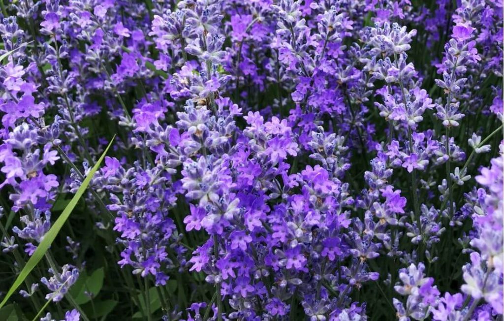 Fragrant lavender spikes with soft purple color variations