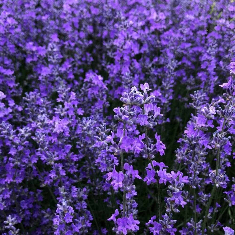 Fragrant Lavender purple flower spikes