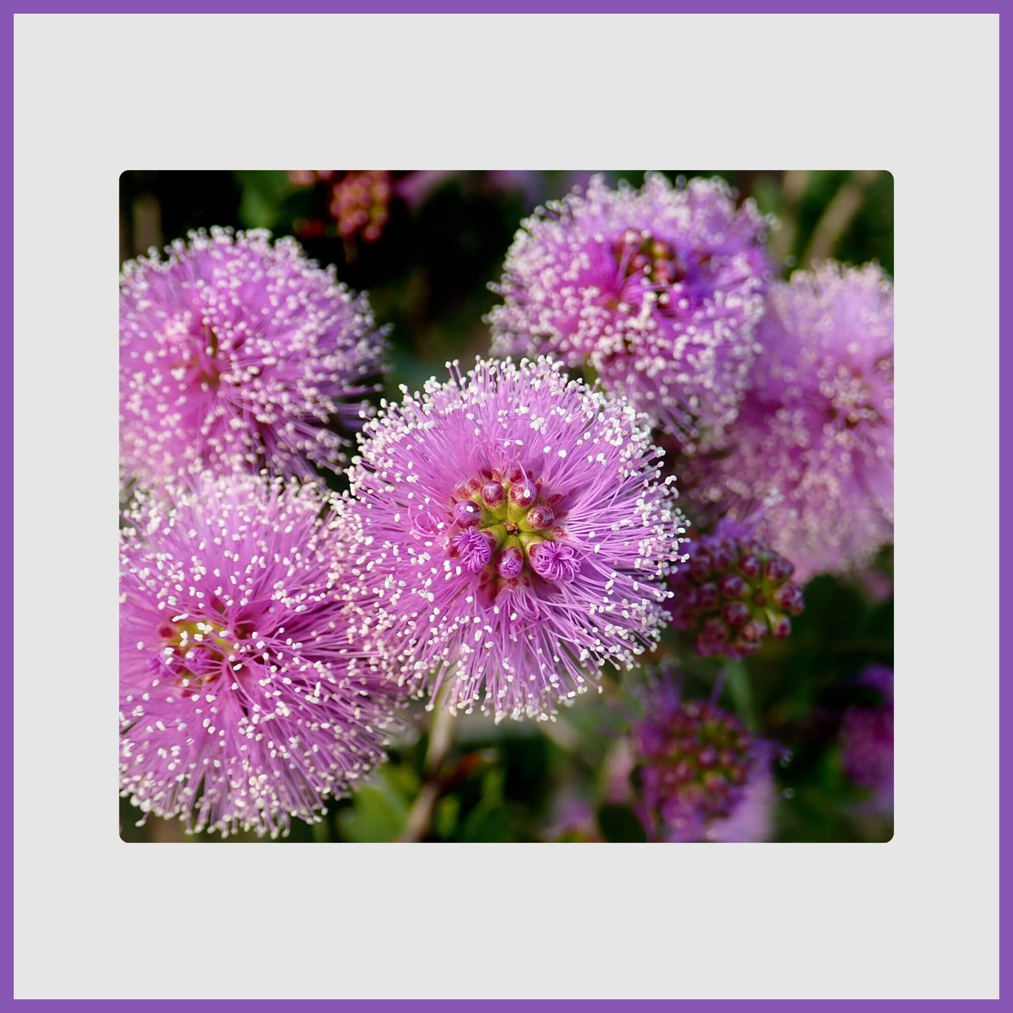 Lavender lace tree with pom-pom flowers