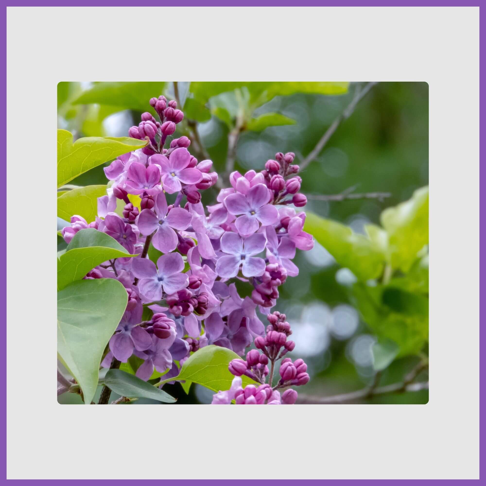 Lilac tree with fragrant blossoms