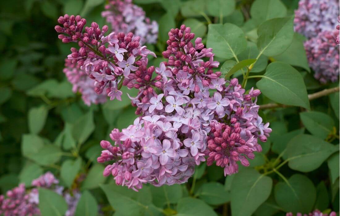 Blooming lilac cluster with soft purple and white tones