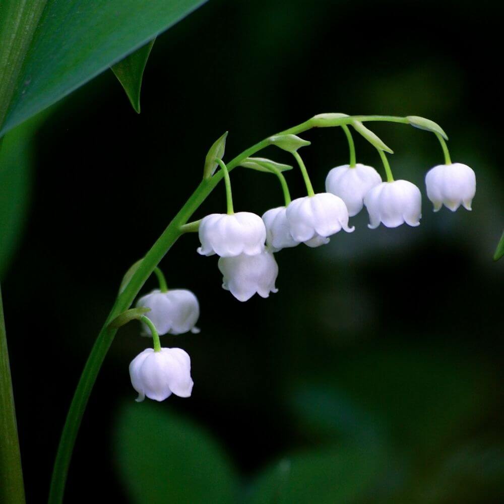 Fragrant Lily of the valley small white bells