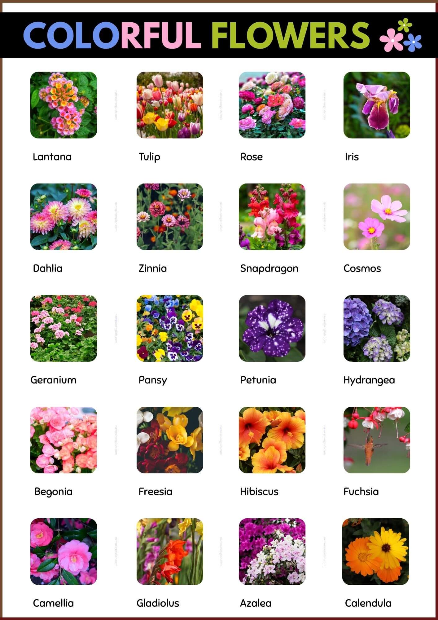 List of Colorful Flowers