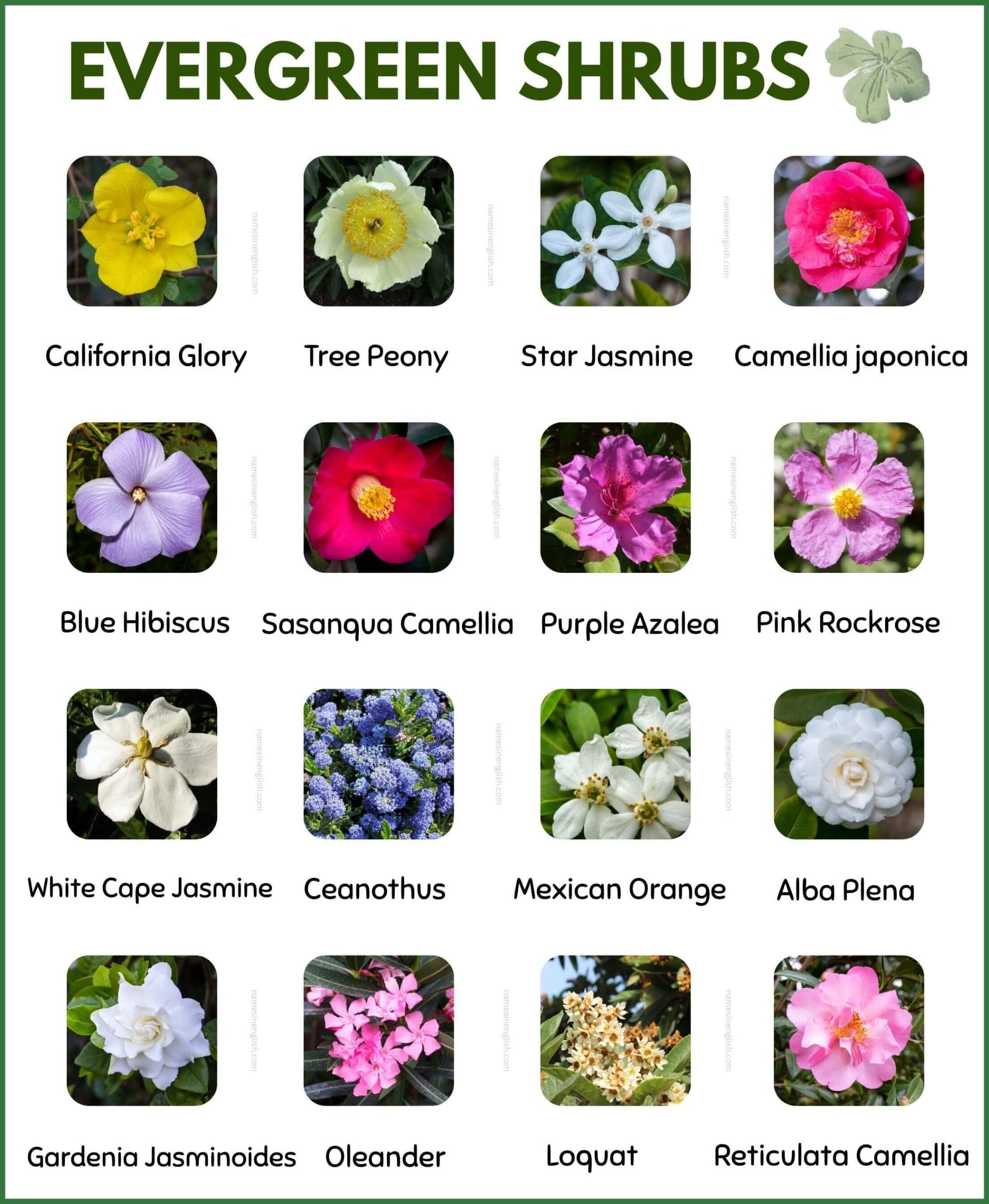 List of Evergreen Flowering Shrubs