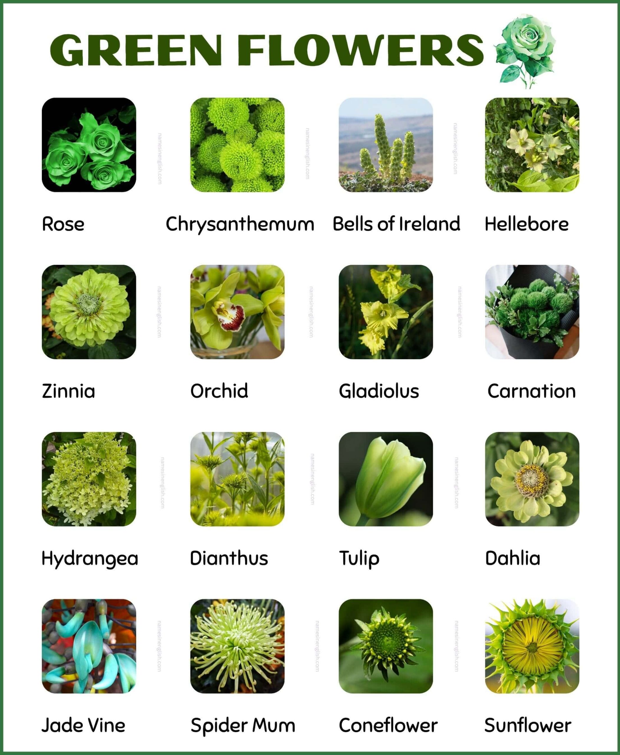 List of Green Flowers