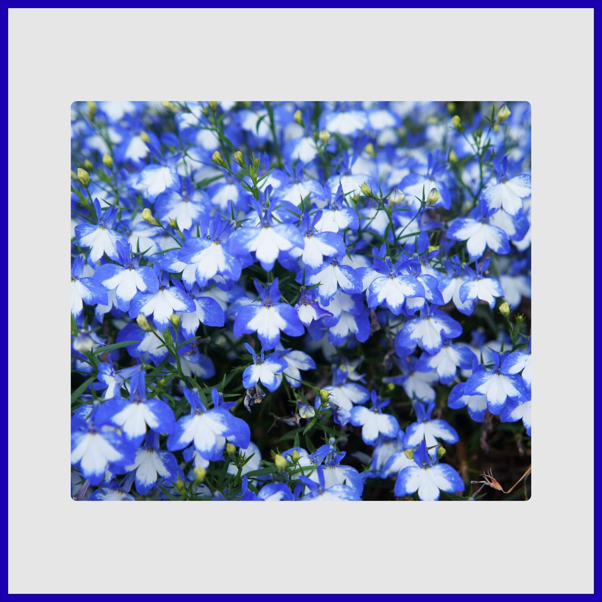 Cascading electric blue and white lobelia flowers in container