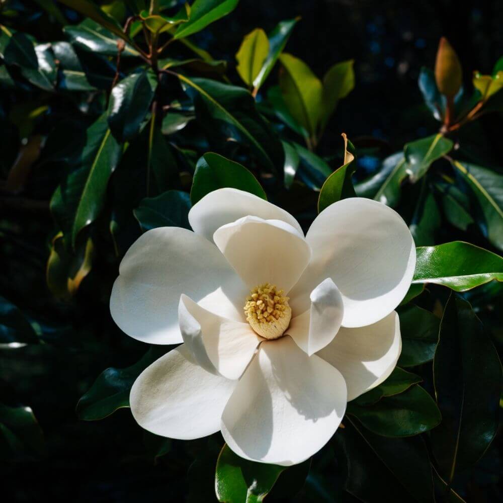 Magnolia large white flower blossom