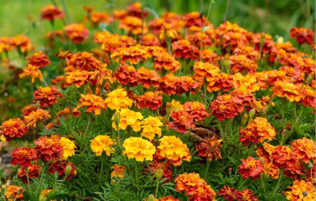 Bright orange and yellow multi-tone marigolds
