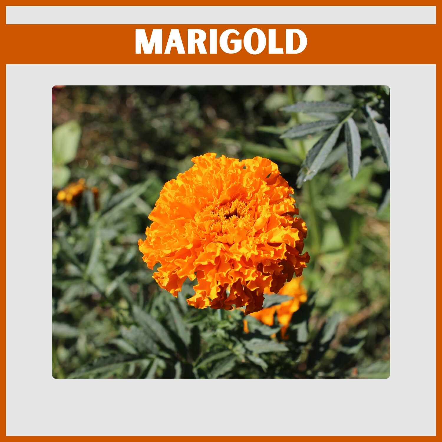 Cheerful orange Marigold bloom in a garden