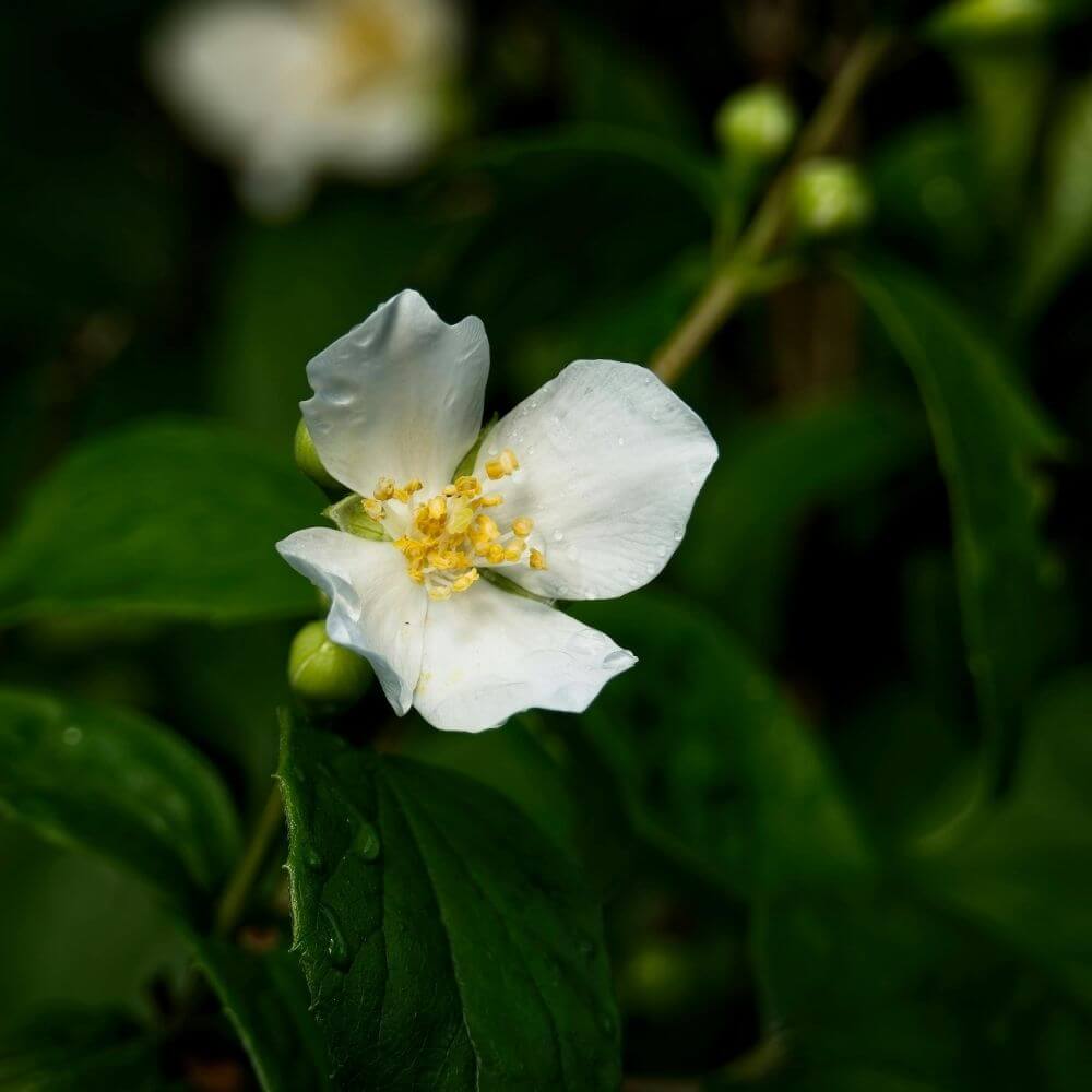 Fragrant Mock orange shrub with white flowers