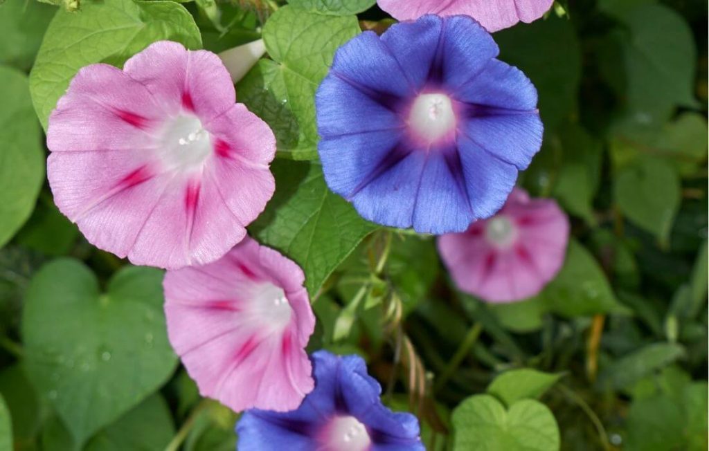 Colorful morning glory flowers