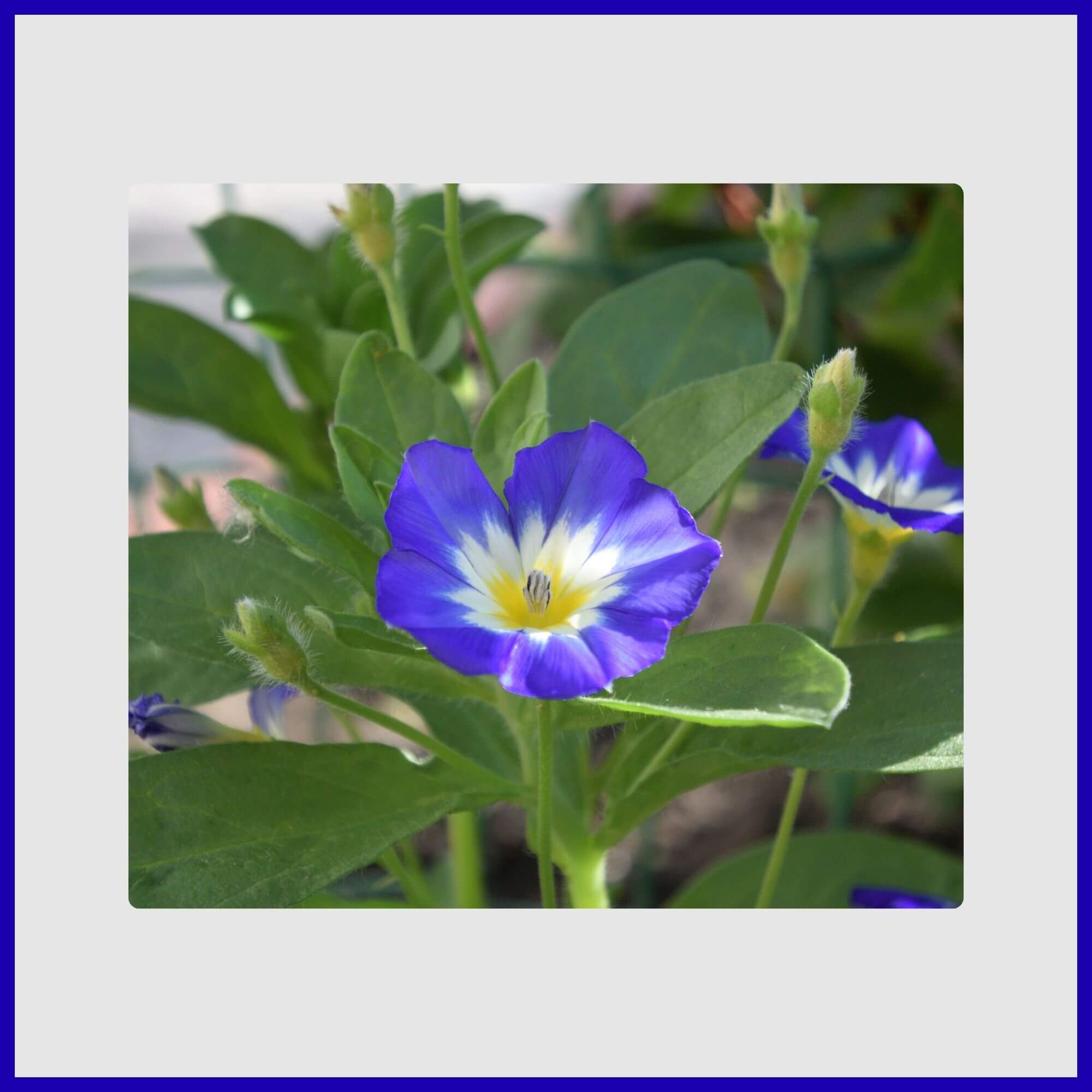close-up of a 'Heavenly Blue' Morning Glory vine with white throat