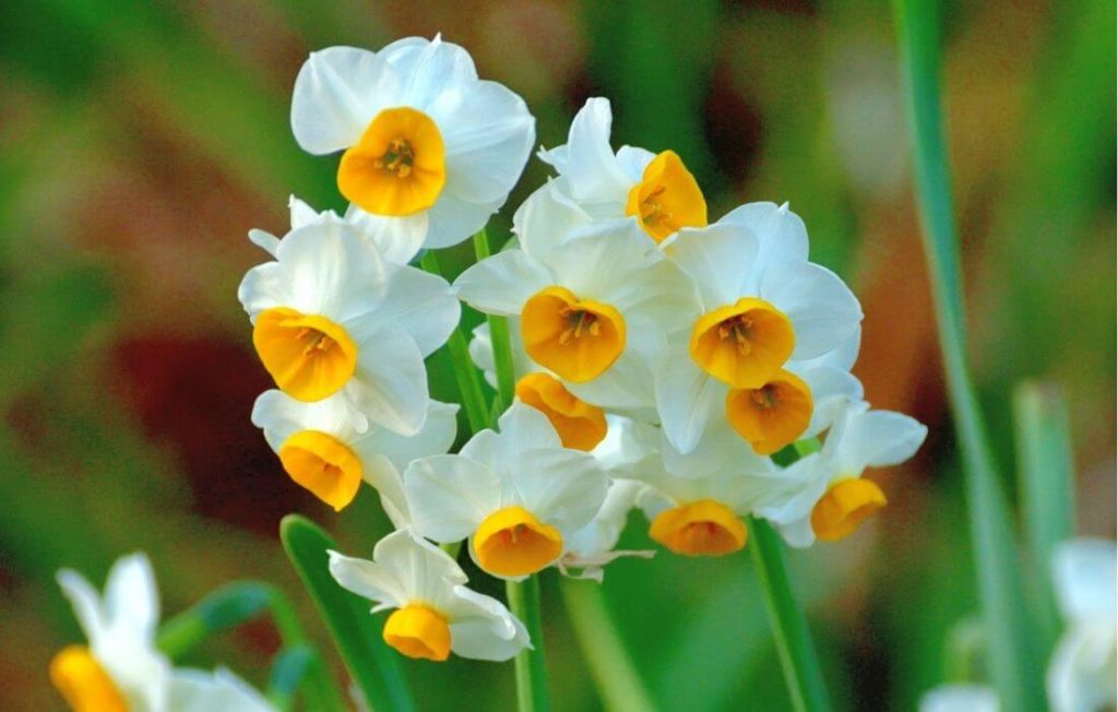 Yellow and white narcissus flowers