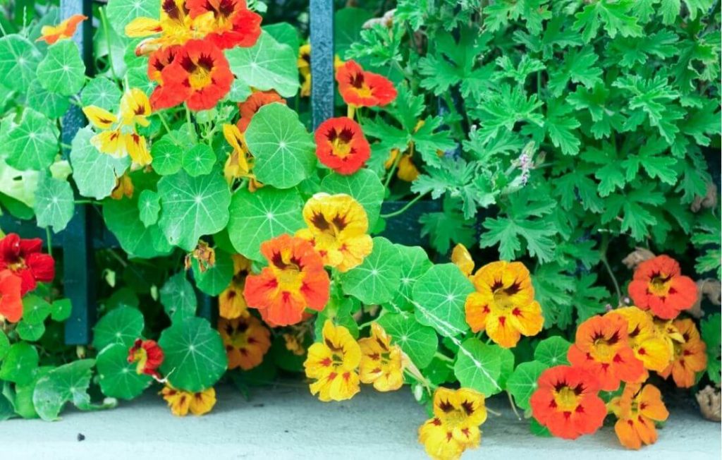 Red and orange blended nasturtium flowers