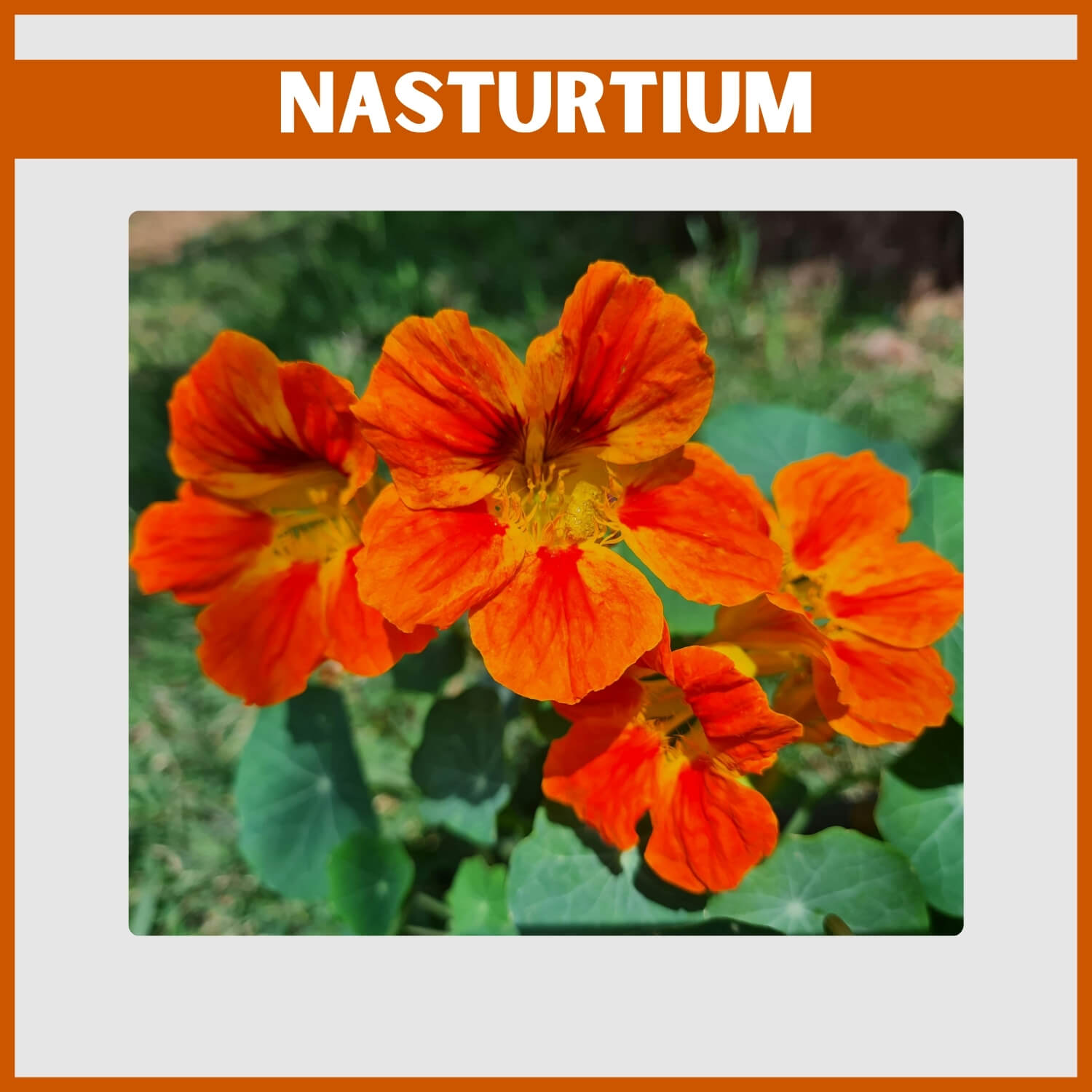 Edible orange Nasturtium leaves and blooms 