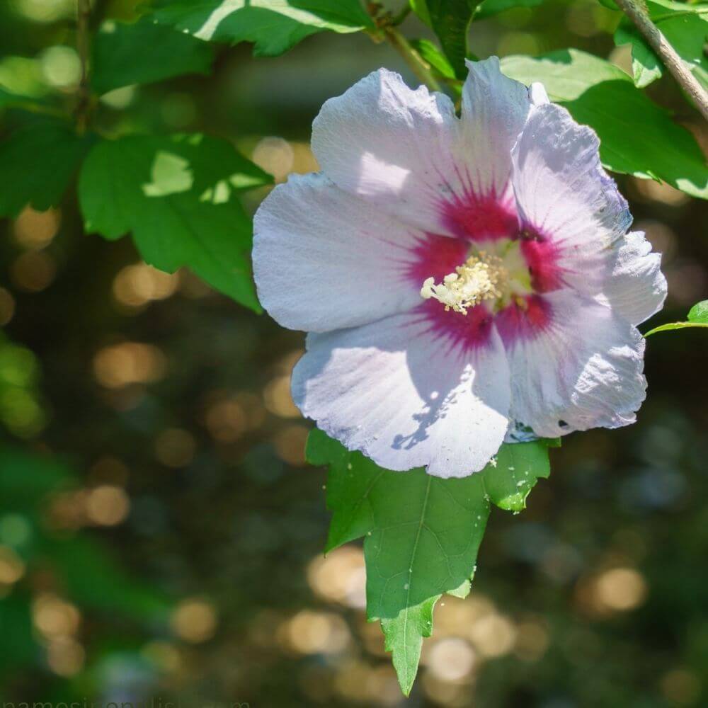 National Flower Korea-Mugunghwa