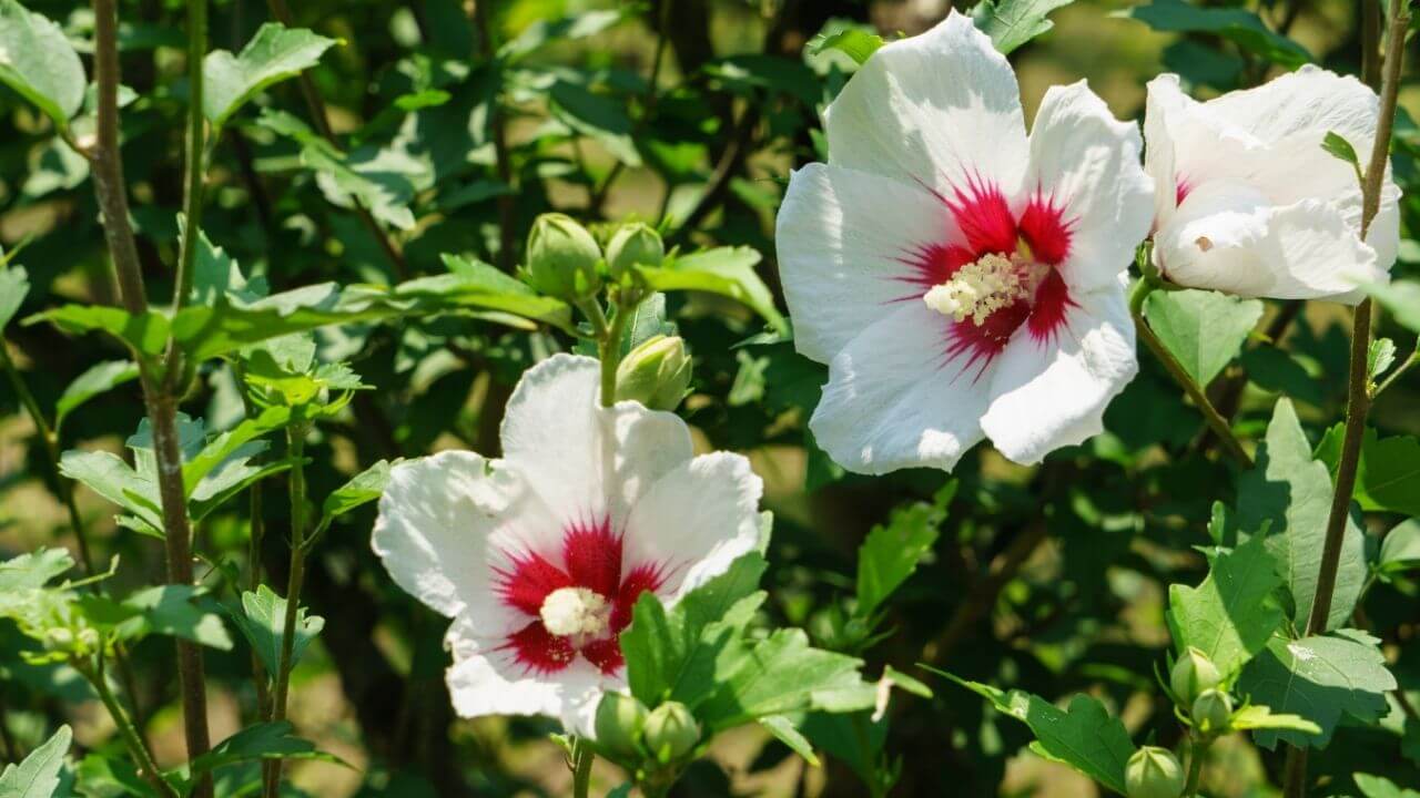 National Flower of Korea