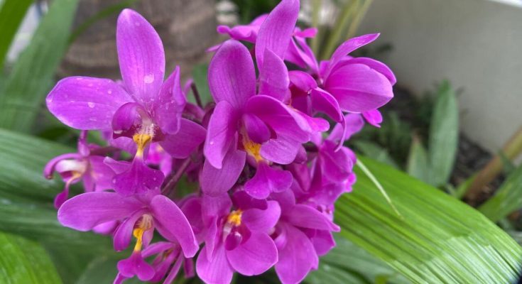 National Flower of Costa Rica