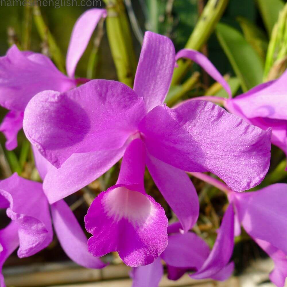 National Flower-of Costa Rica-Guaria-Morada