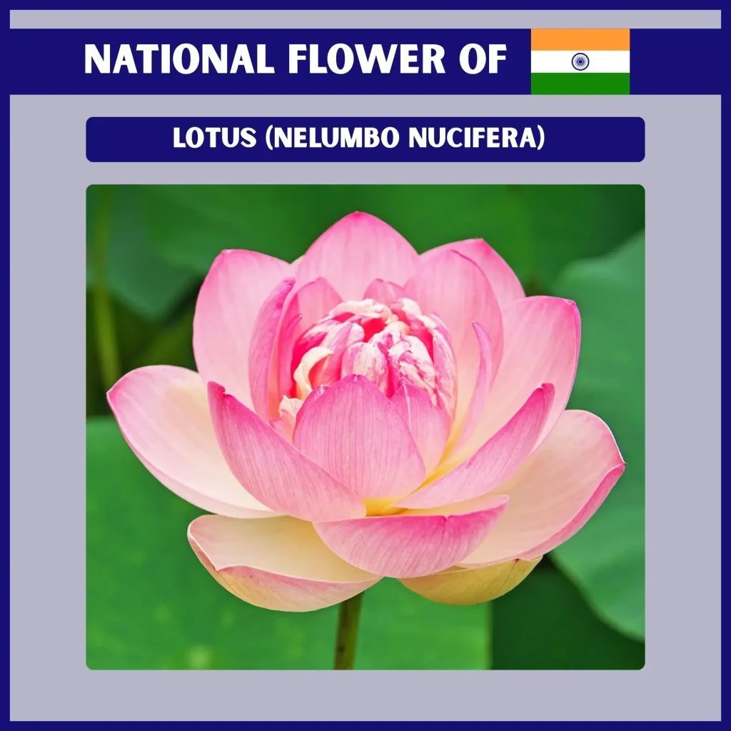 Close-up of a Pink Lotus (Nelumbo nucifera), the National Flower of India
